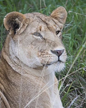 Frontview closeup of the face of a lioness with mouth closed and eyes open