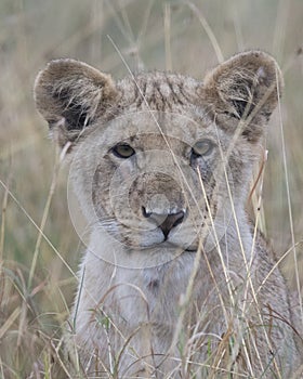 Frontview closeup of the face of a young lion with mouth closed and eyes open