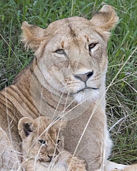 Frontview closeup of the faces of a lion cub and mother lioness