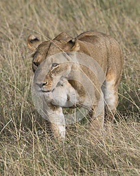 Frontview Closeup of lioness walking in grass