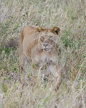 Frontview Closeup of lioness walking in grass