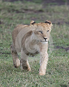 Frontview Closeup of lioness walking in green grass