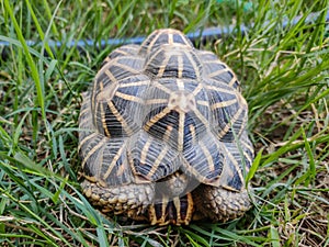 Frontview Closeup of Tortoises are reptile species of the family Testudinidae of the order Testudines