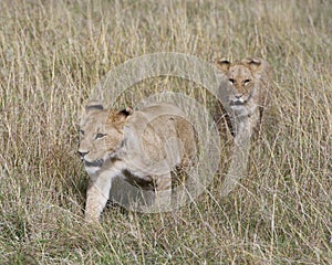 Frontview closeup of two lionesses walking in grass