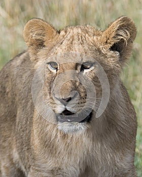 Frontview closeup of young lioness face