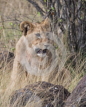 Frontview closeup of young lioness sitting in grass