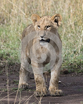 Frontview closeup of young lioness standing on dirt