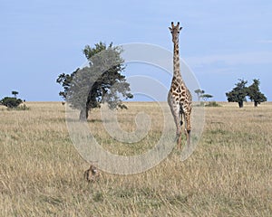 Frontview of giraffe chasing a lioness in grass with blue sky in the background