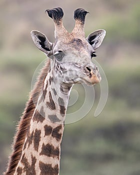 Frontview of the head of a Masai Giraffe looking directly at you