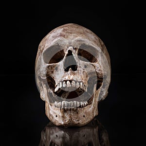 Frontview human skull open mouth isolated