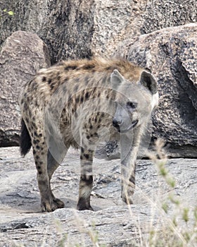 Frontview of a hyena standing on a rock