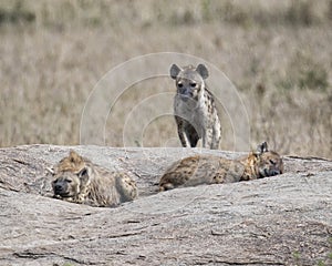 Frontview of a hyena standing on a rock with two hyenas sleeping in the foreground