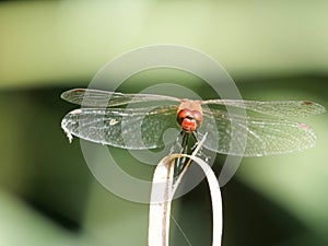 Frontview male blood-red darter, Sympetrum sanguineum photo