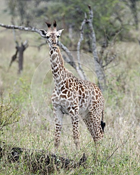 Frontview of a Masai Giraffe standing in grass