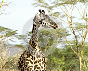 Frontview of a Masai giraffe with trees in background