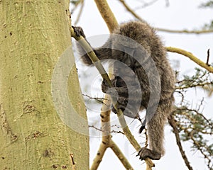 Frontview of a mother baboon nursing her child in an Acai Tree