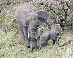 Frontview of mother and baby elephant standing together eating grass