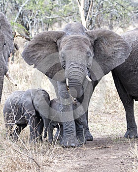 Frontview of a mother elephant with two baby elephants