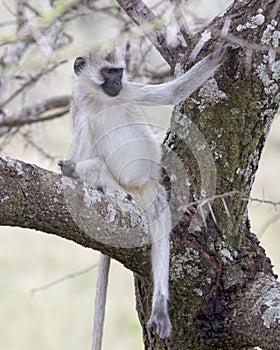 Frontview of one black-faced Vervet moneky sitting in a tree