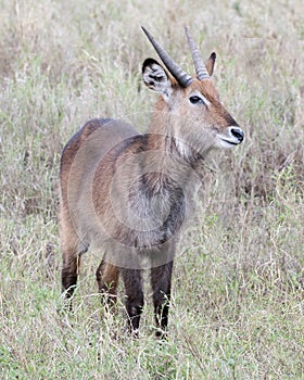 Frontview of one male Waterbuck standing in grass with head raised