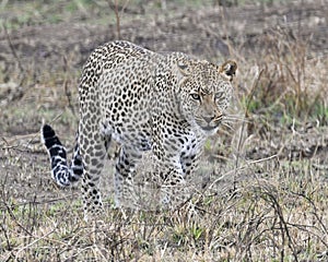 Frontview of a single adult Leopard walking in grass looking forward