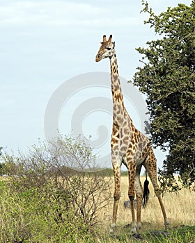 Frontview of single giraffe standing by a tree with blue sky in background