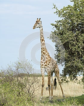 Frontview of single giraffe standing by a tree with blue sky in background