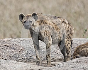 Frontview of a single hyena standing on a rock