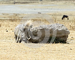 Frontview of a single warthog rubbing his side on a large rock