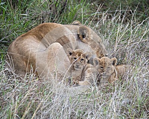 Frontview of two cubs resting by sleeping mother lioness in grass