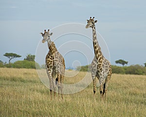 Frontview of two giraffe standing beside each other in grass