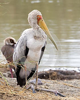 Frontview of yellow billed stork by water`s edge