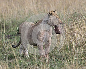 Frontview of young lioness standing in grass with animal head in mouth