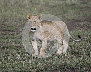 Frontview of young lioness standing in short green grass