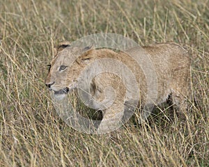 Frontview of young lioness walking through grass