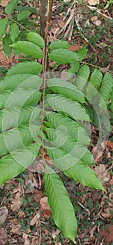 Froot tree leaf.. its showing a good climate