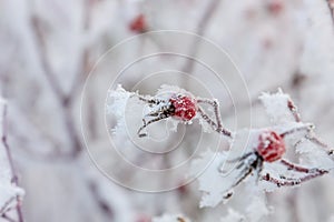 Frosen on a bush dog rose hips