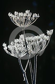 Frost on Apiaceae plant photo