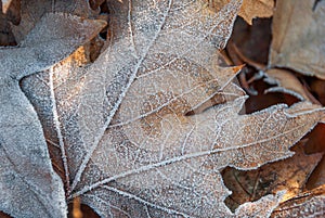 Frost on autumn leaves
