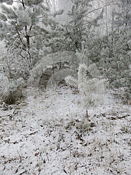 Frost background - Stock Photos