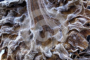 A closeup of frost on the backside of a sunflower makes for interesting designs