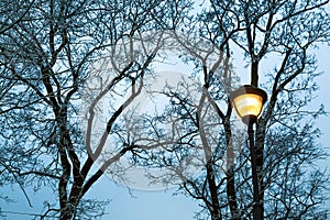 Frost on the bare branches of trees and street light at dark winter evening in city park. Silhouette of woods and street post.