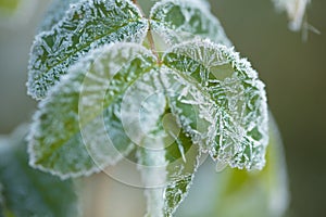 Frost beautifully frames the plants in the early autumn morning