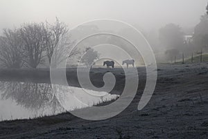 frost in Bento GonÃ§alves photo