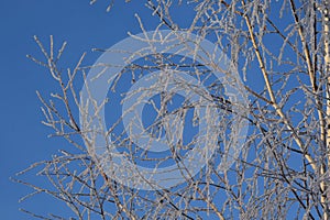 Frost on birch tree branches in winter forest on blue sky background