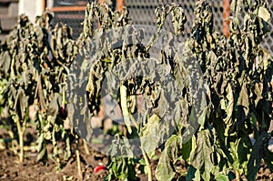 Frost-bitten plants