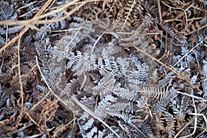 Frost on Bracken