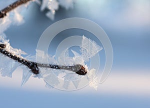 Frost on a branch