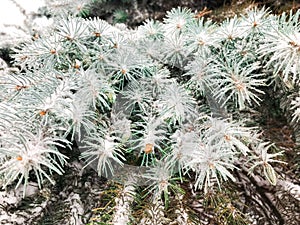 Frost on a branch of pine tree