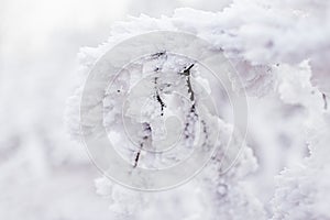 Frost on branches. Twig covered with hoarfrost,close up.Beautiful winter seasonal natural background.Winter landscape Frozen tree.